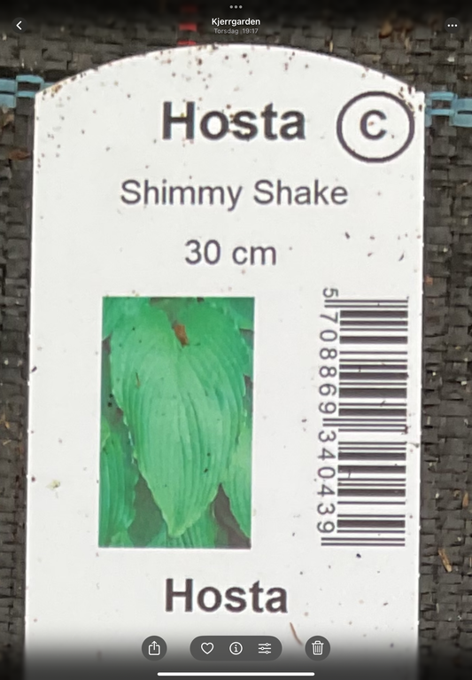 Hosta ‘Shimmy Shake’ P15