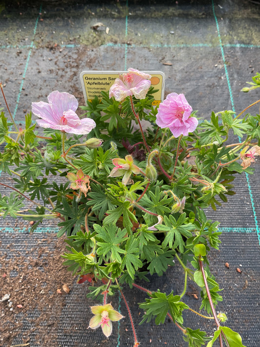 Geranium sanguineum ‘Apfelblute’ P11