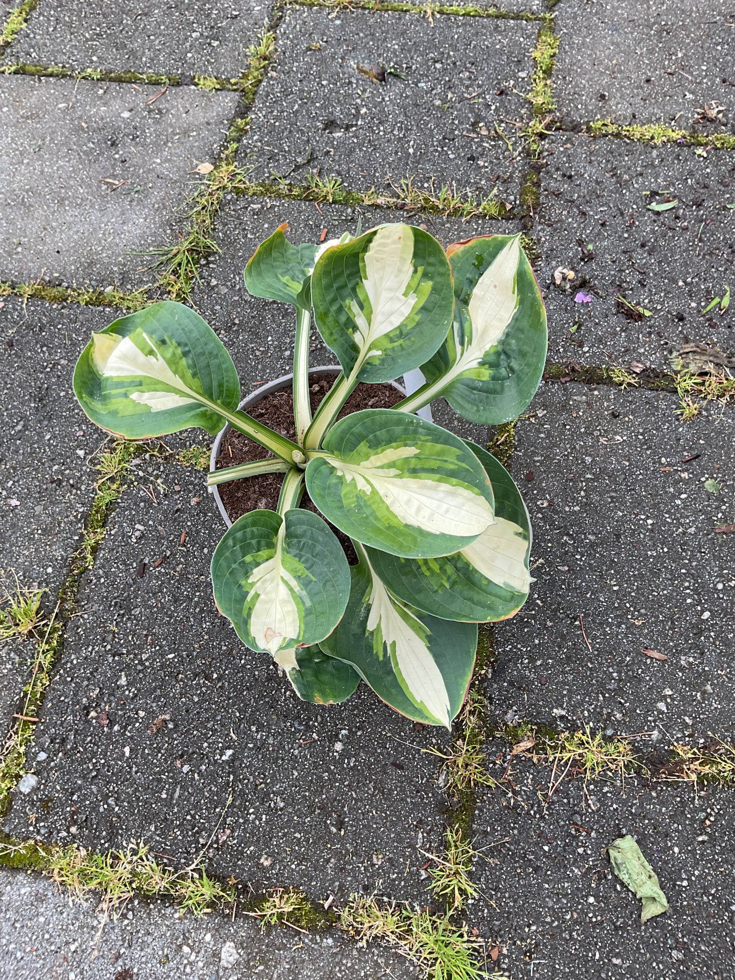 Hosta ‘Warwick Comet’ P15