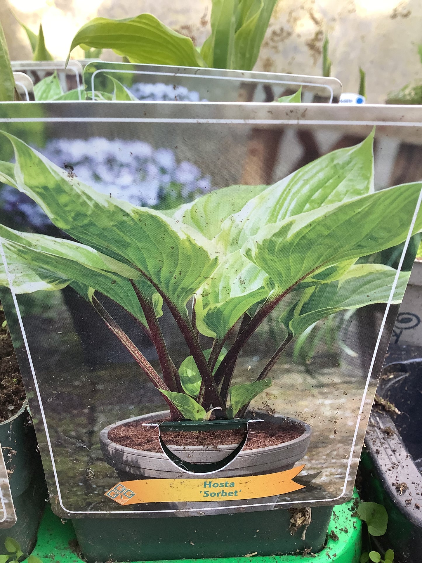 Hosta ‘Sorbet’