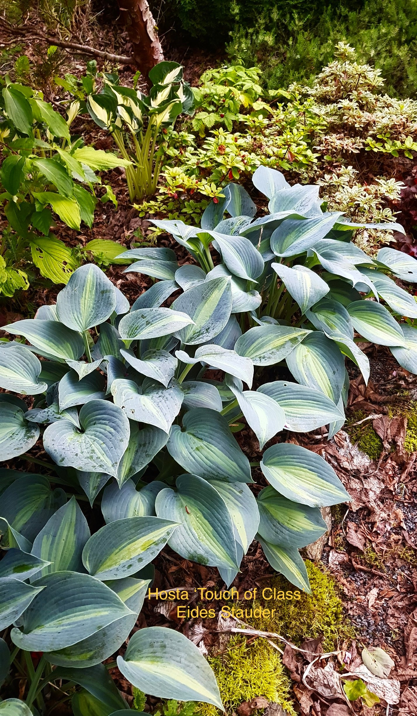 Hosta ‘Touch of Class’