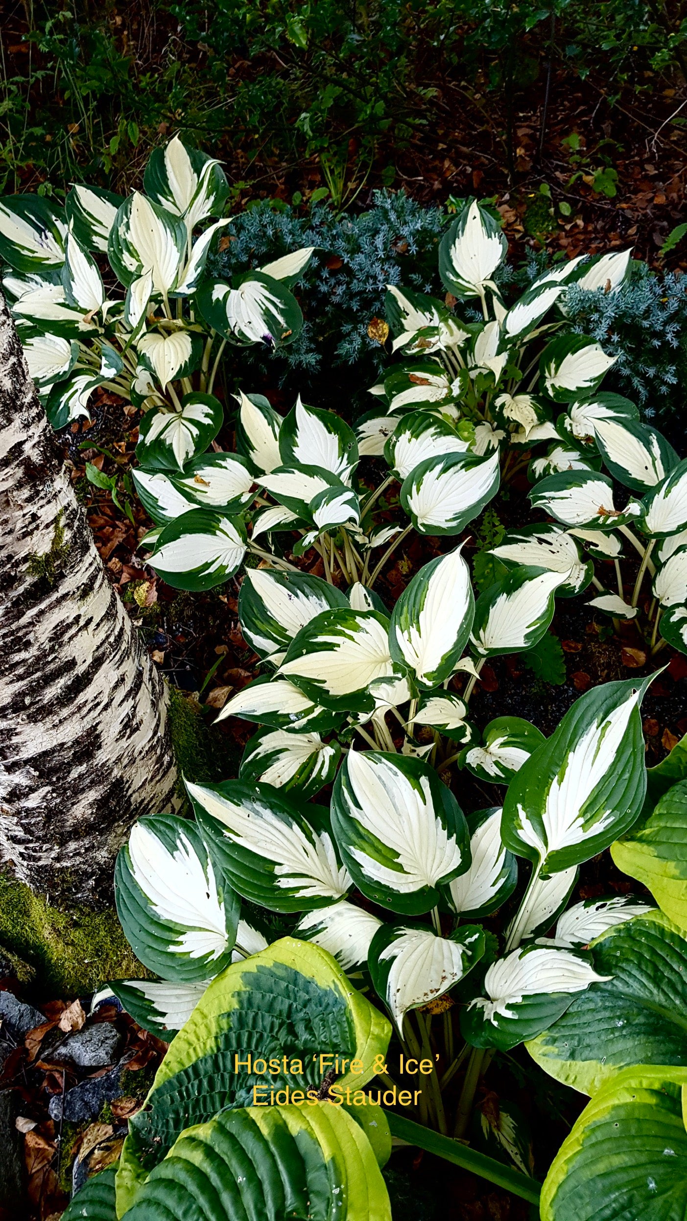 Hosta ‘Fire & Ice’