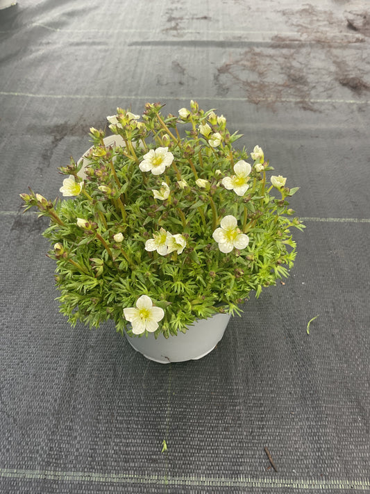 Saxifraga x arendsii Hvit P13