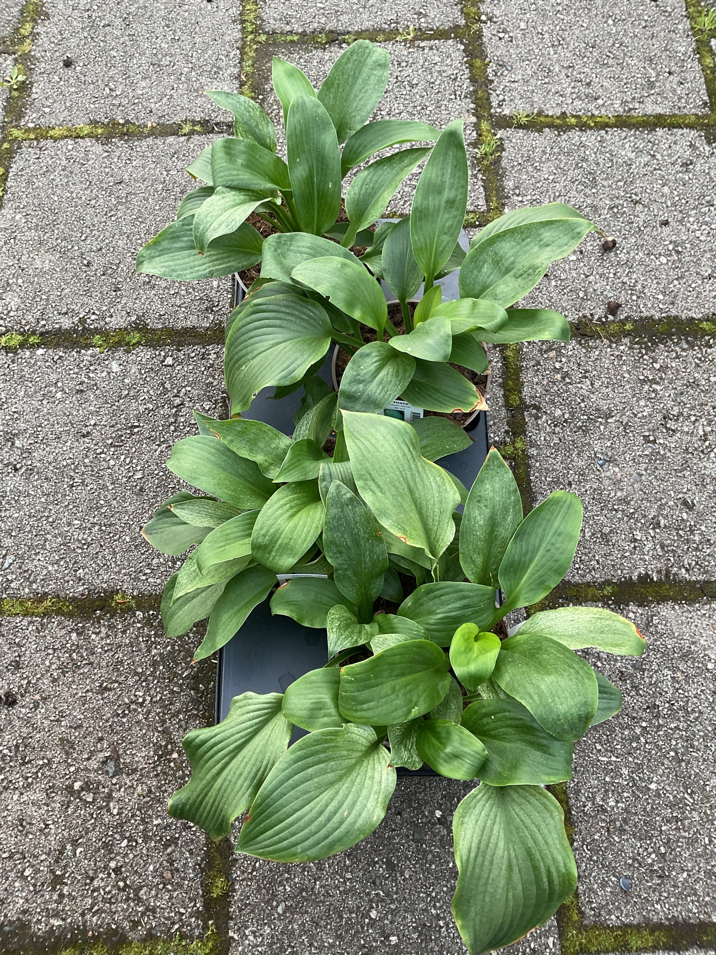 Hosta ‘Mean Gene’ P15