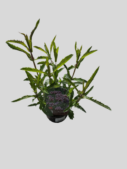 Verbena bonariensis P12