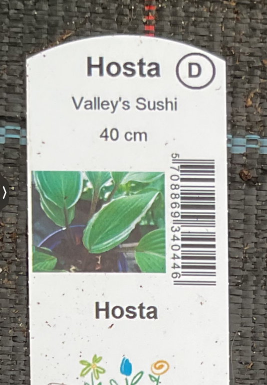 Hosta ‘Valley’s Sushi’ P15