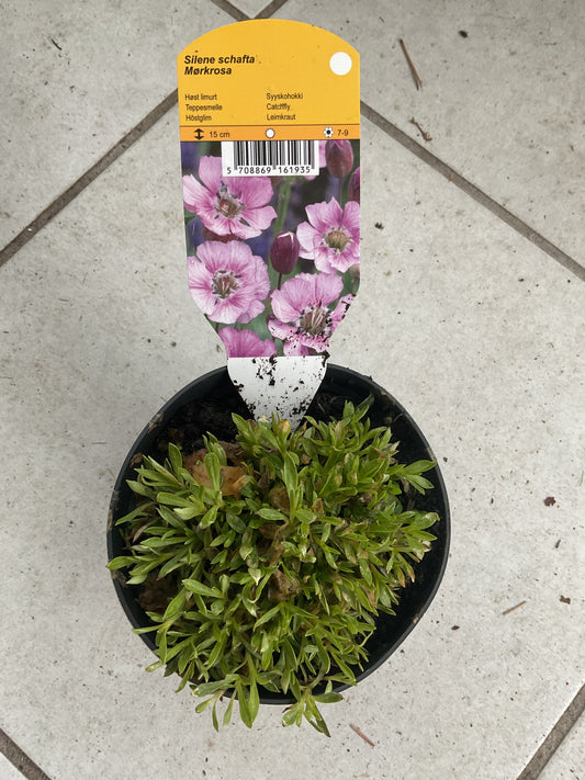 Silene schafta P11,5