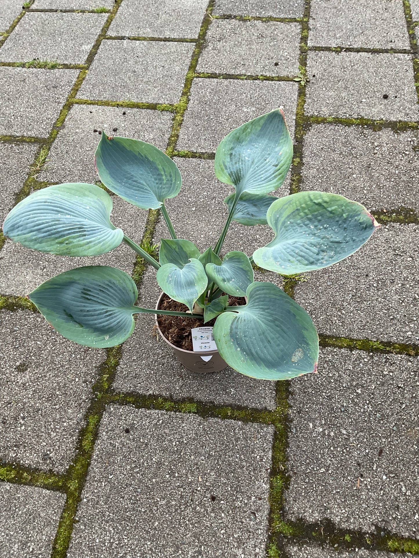 Hosta ‘Paul Vernooij’
