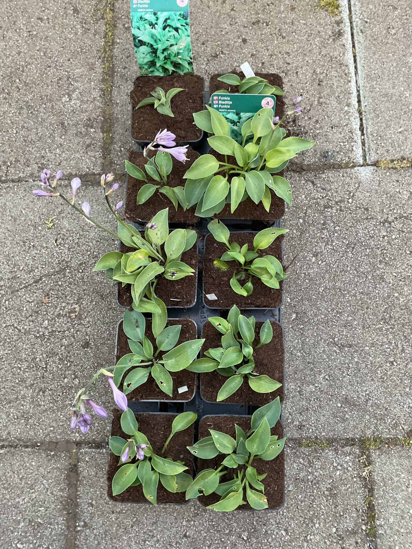 Hosta ‘Minima’