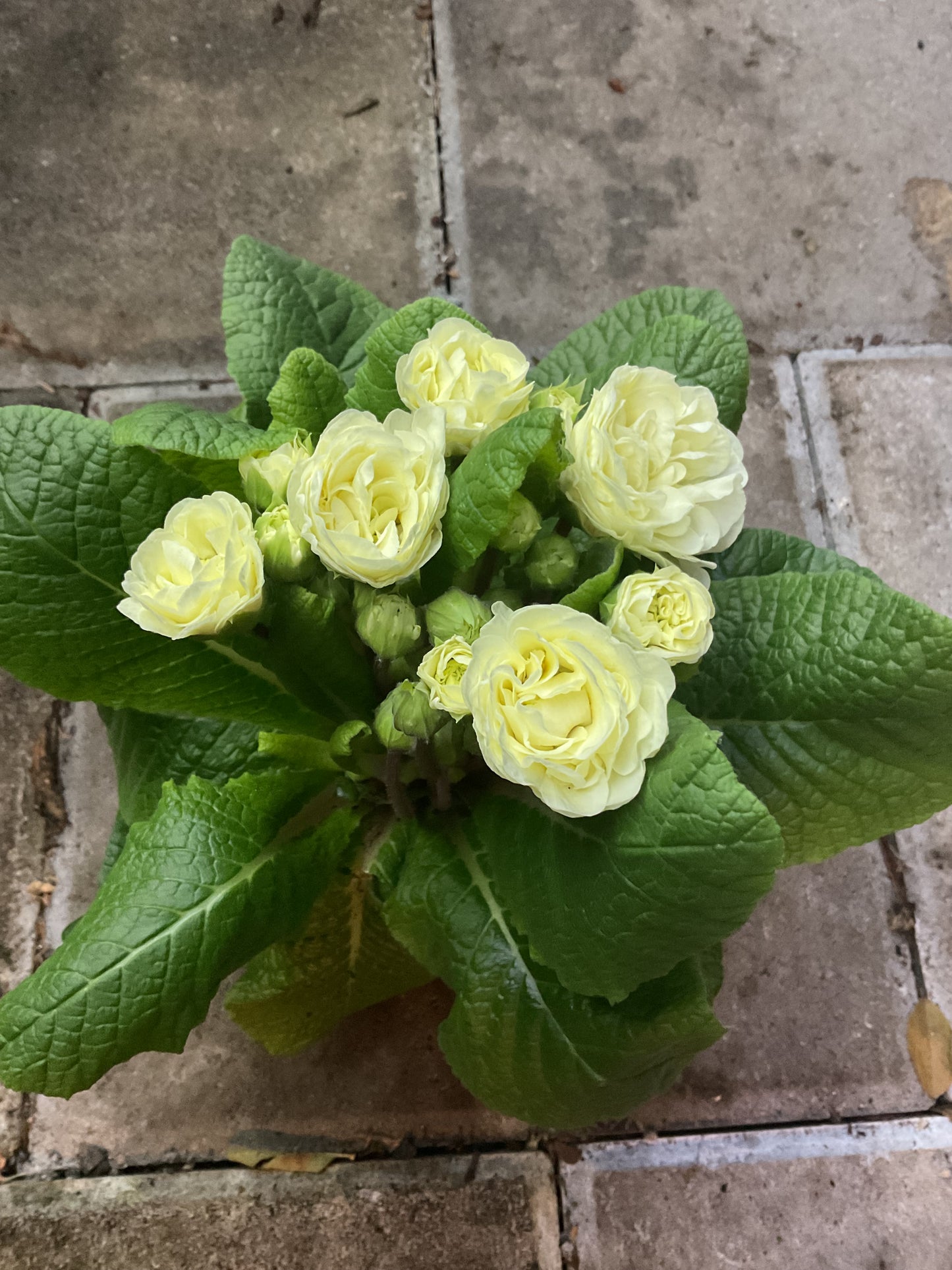 Primula Belarina ‘Champagne’ P13