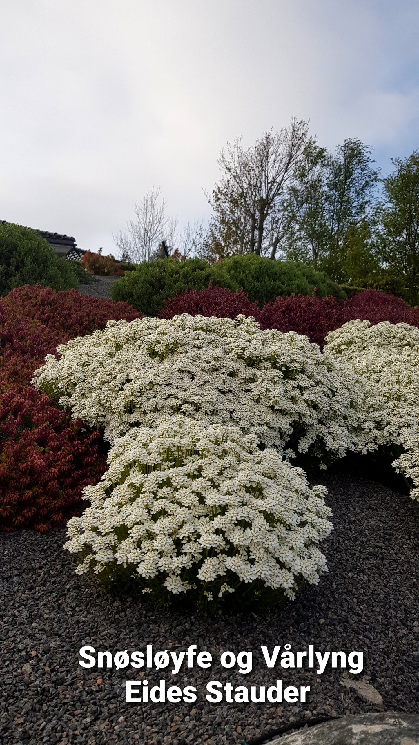 Iberis sempervirens