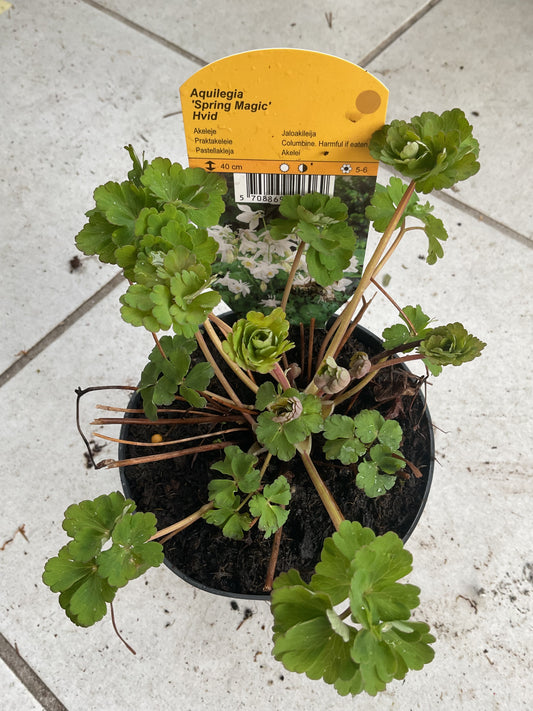 Aquilegia caerulea ‘Spring Magic’ Hvit P11,5