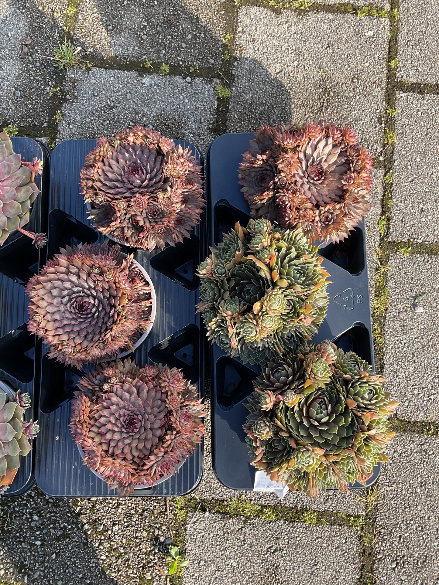 Sempervivum ‘Big Sam’ Kolleksjon av 4 stk mix i P17