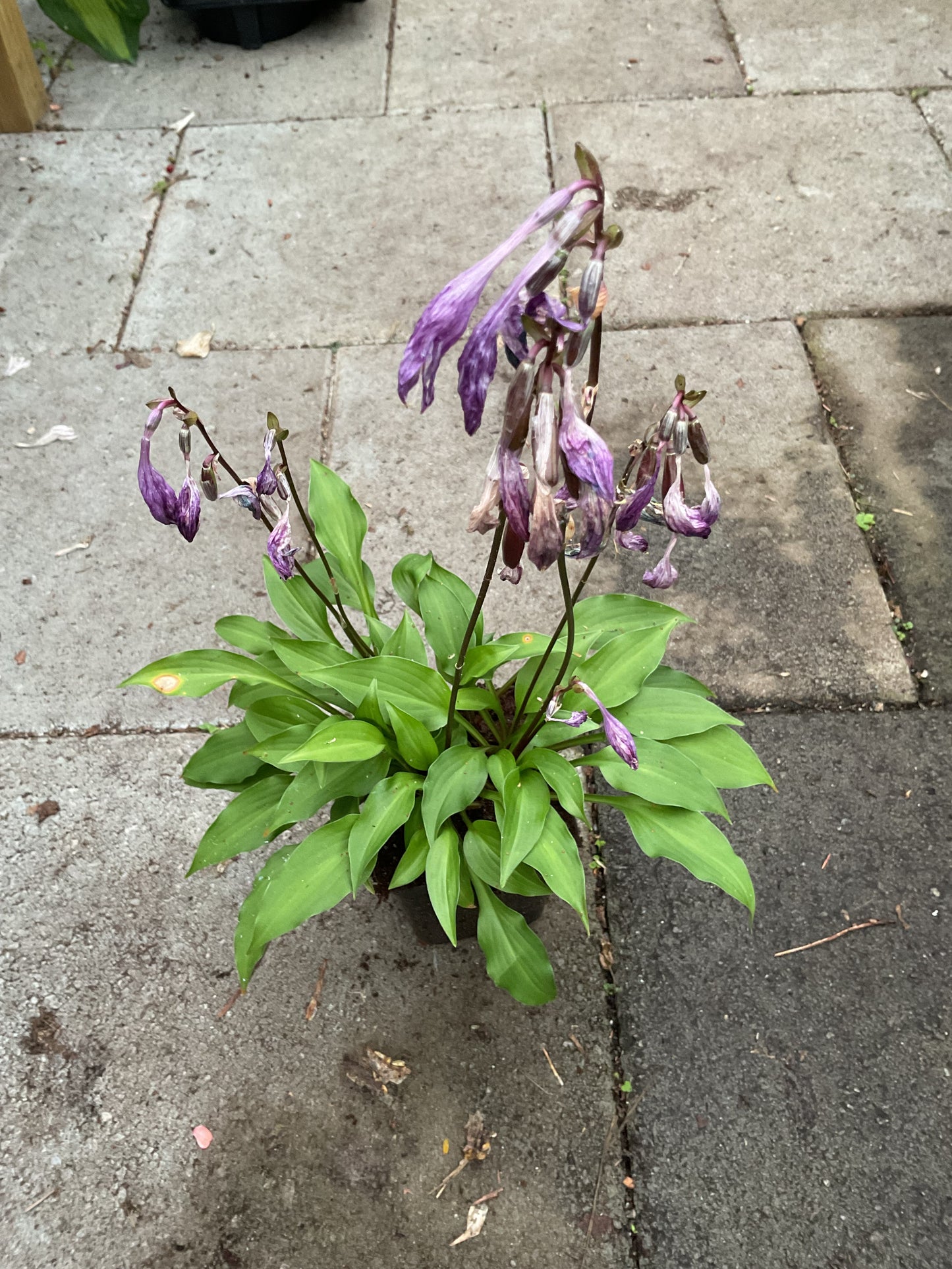 Hosta ‘Purple Passion’