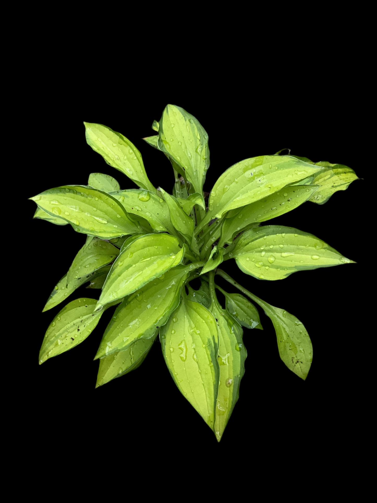 Hosta ‘Twist of Lime’