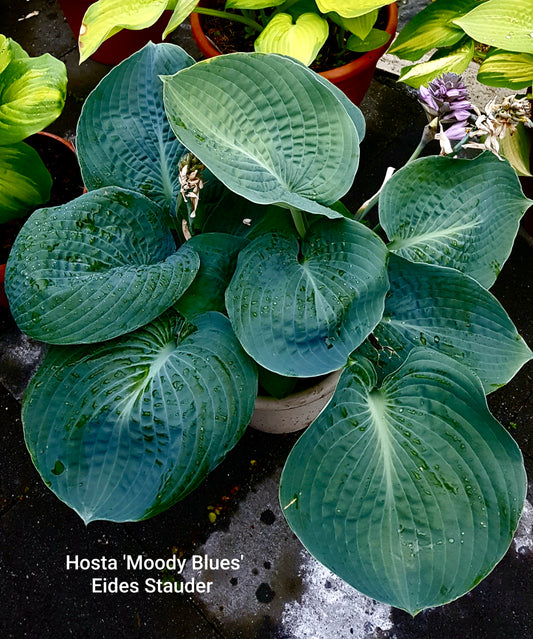 Hosta ‘Moody Blues’