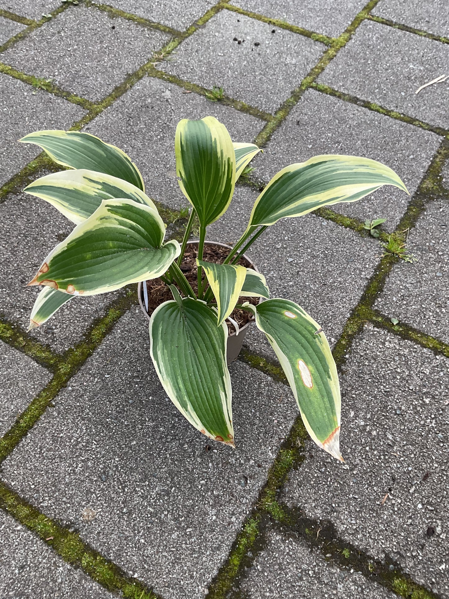 Hosta ‘Exotic Presentation’ P15