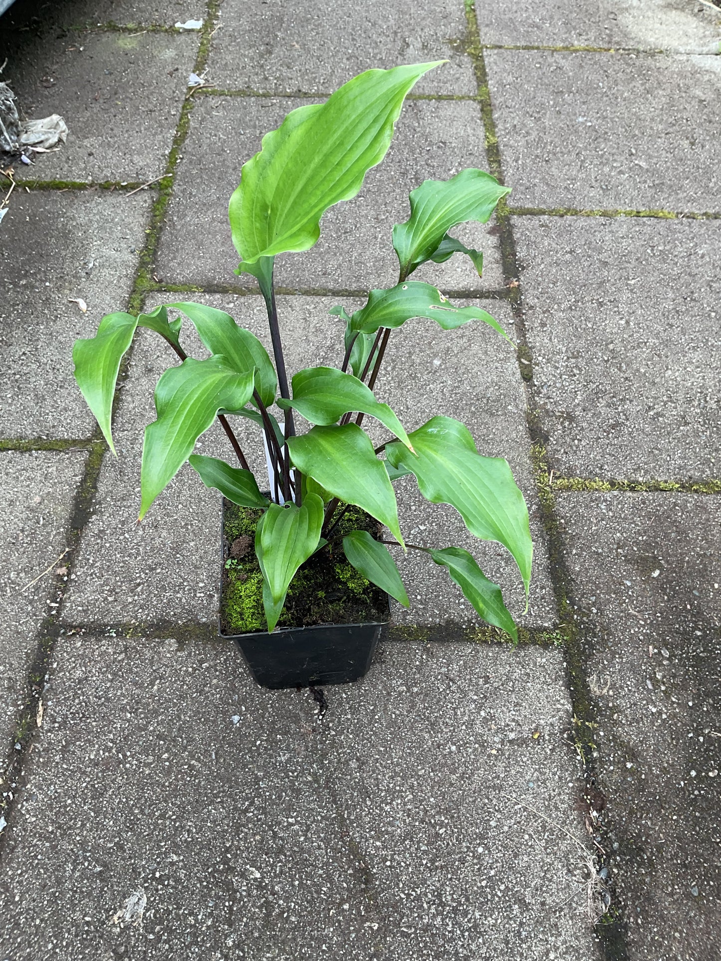 Hosta ‘Fire Dance’ P11x11