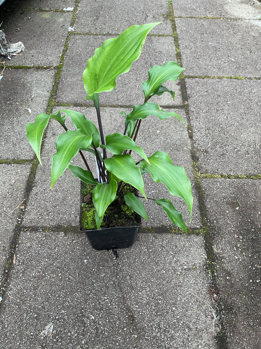 Hosta ‘Fire Dance’ P11x11