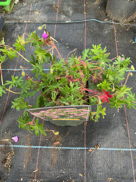 Geranium sanguineum var ‘Striatum’ P11x11