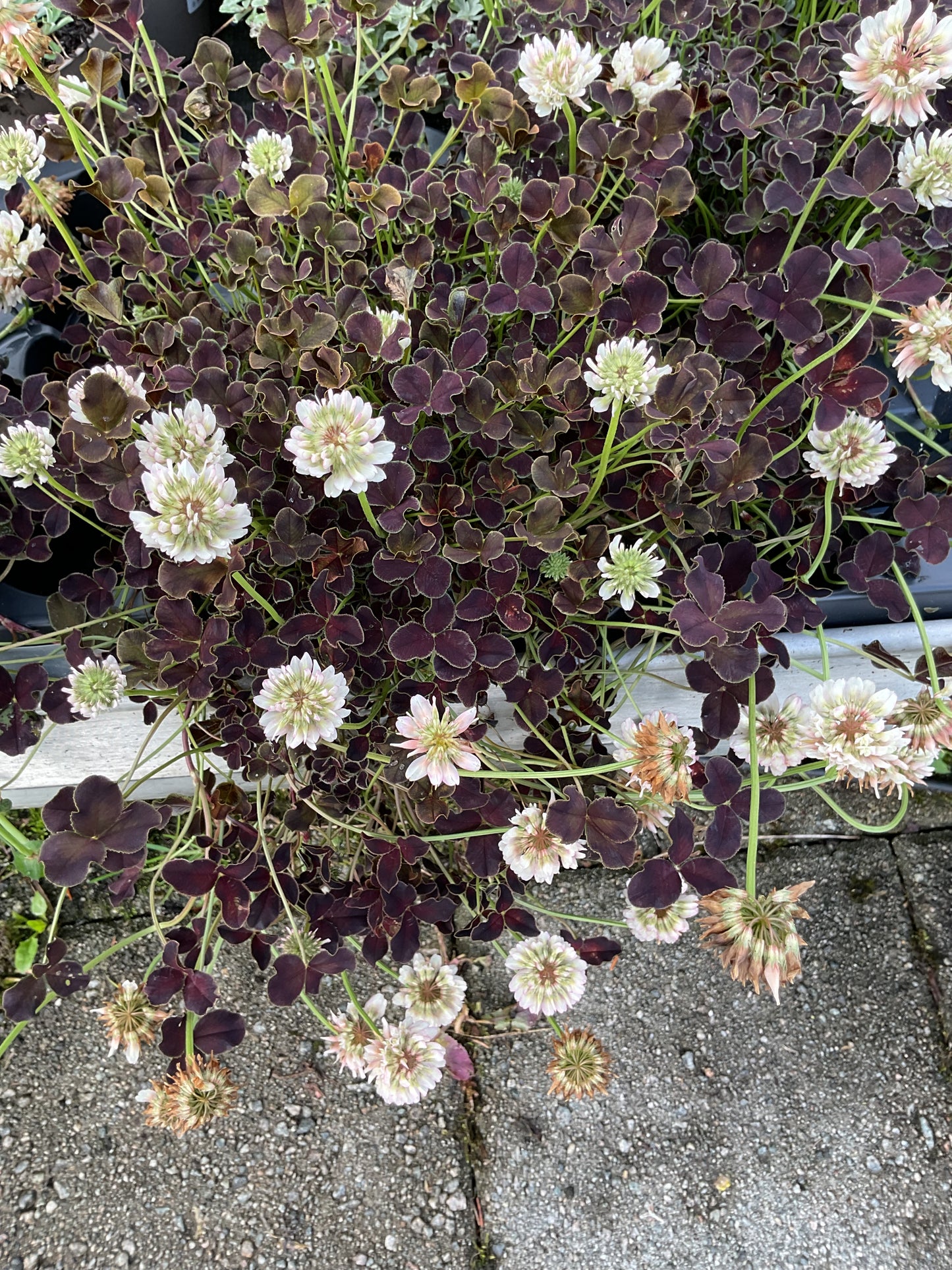 Trifolium repens ‘Dark Debbie’ P11