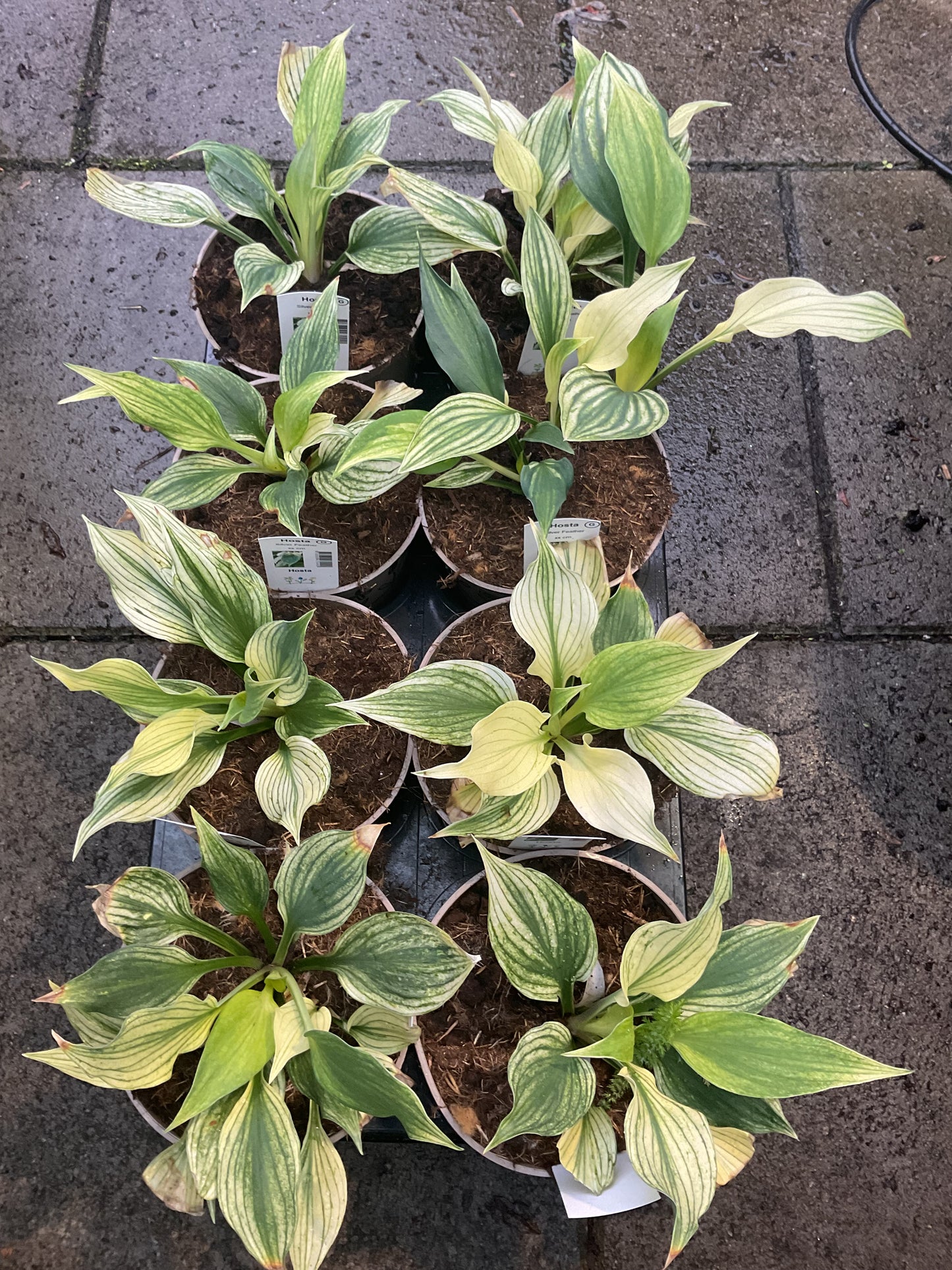 Hosta ‘Silver Feather’ P15