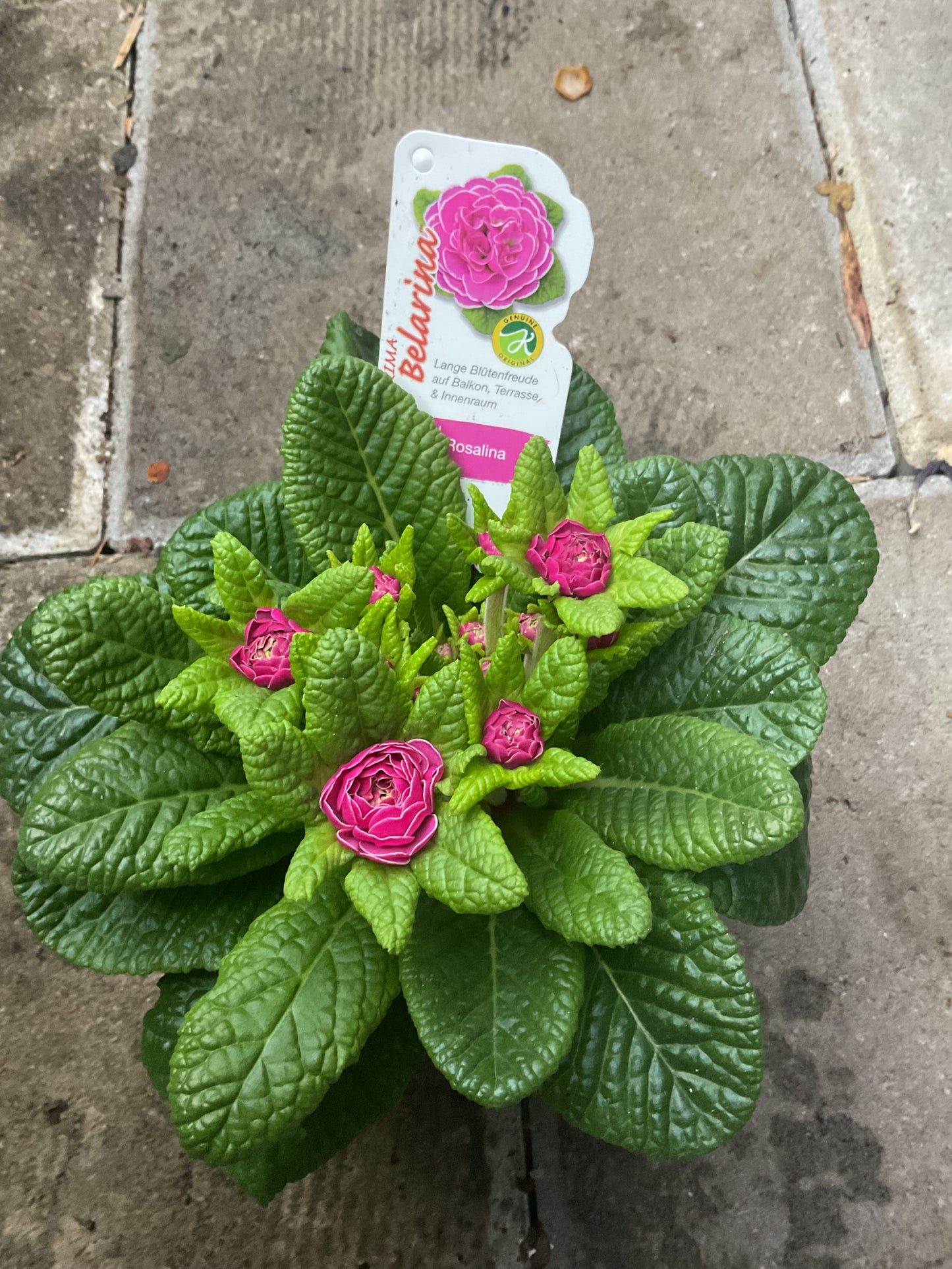 Primula Belarina ‘Rosalina’ P13