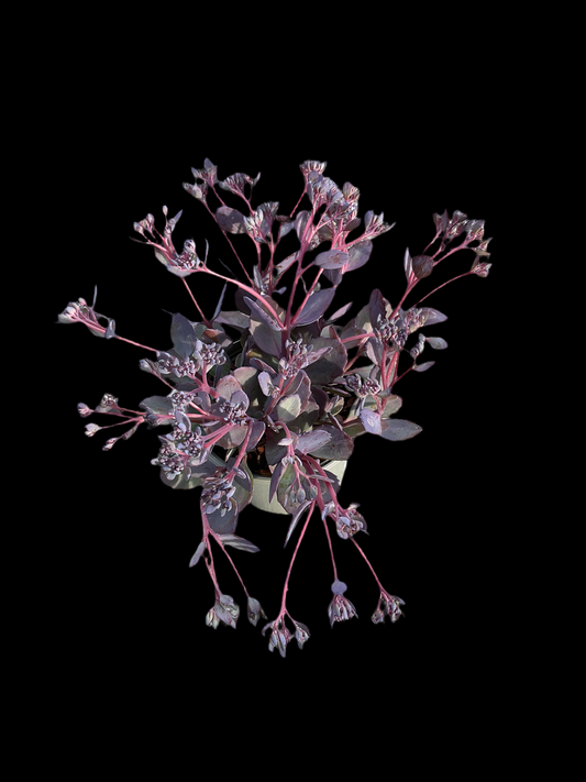 Sedum telephium ‘Seduction Rosé Soirée' P13