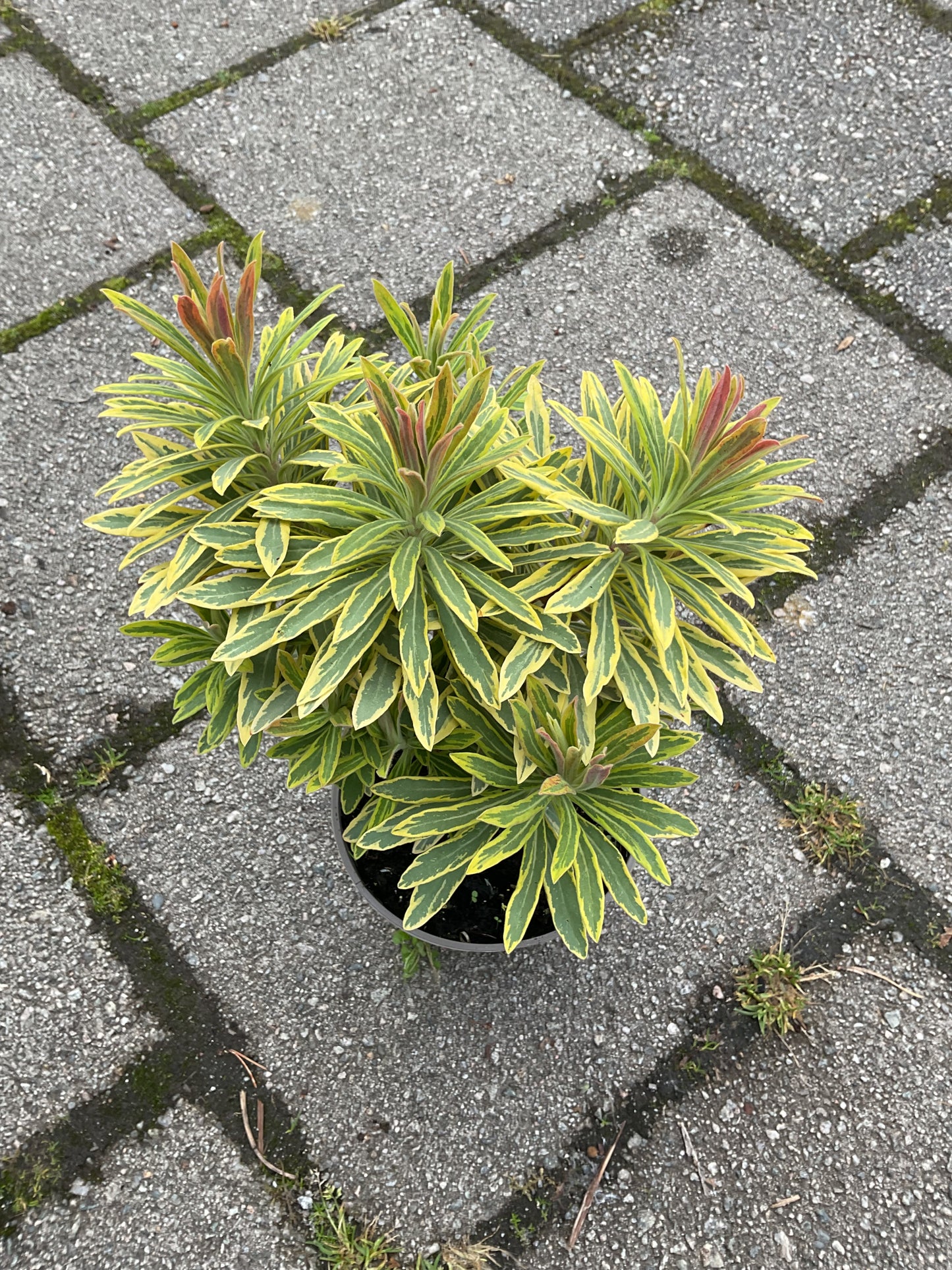 Euphorbia x martinii ‘Ascot Rainbow’ P13