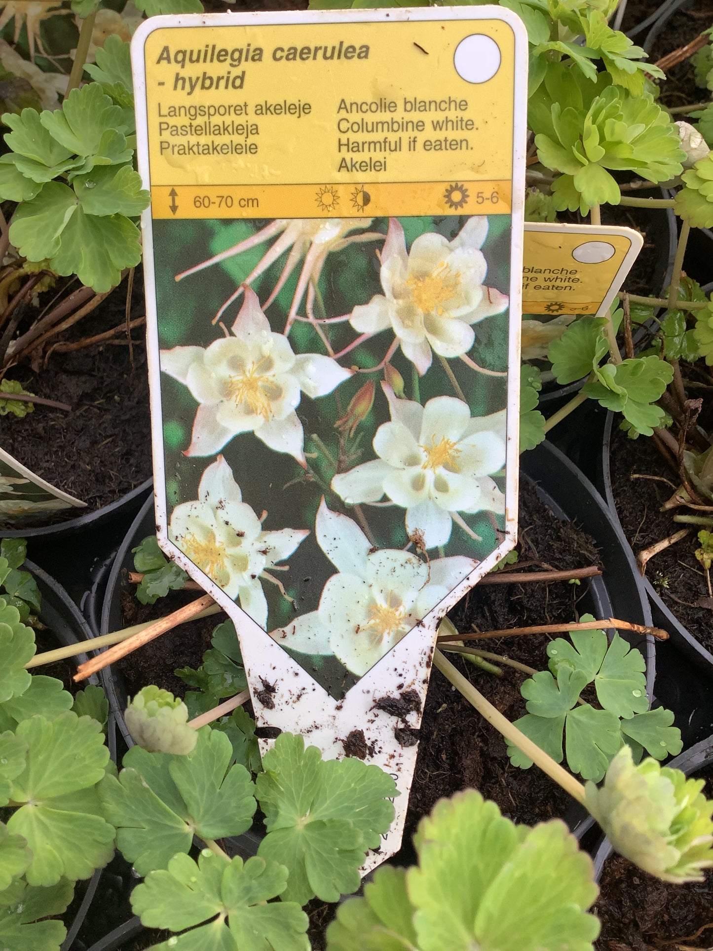 Aquilegia caerulea hybrid