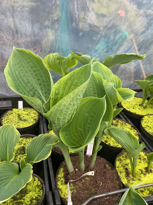 Hosta ‘His Honor’