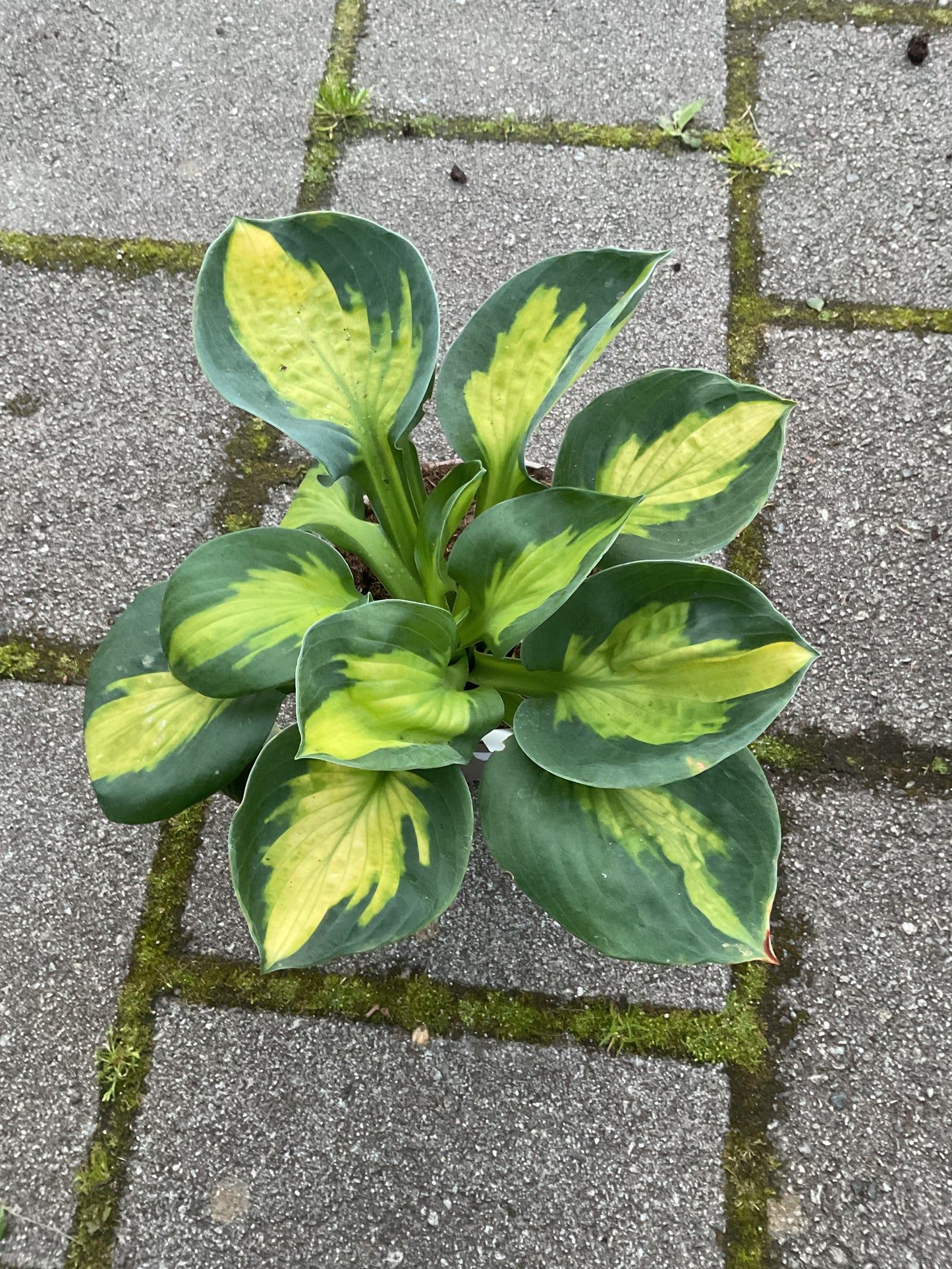 Hosta ‘Sunset Grooves’ P15