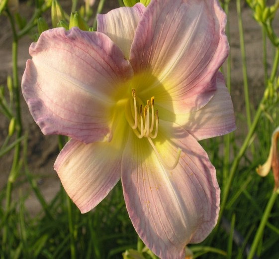 Hemerocallis ‘Catherine Woodbury’