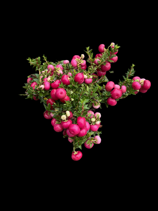 Gaultheria mucronata P11