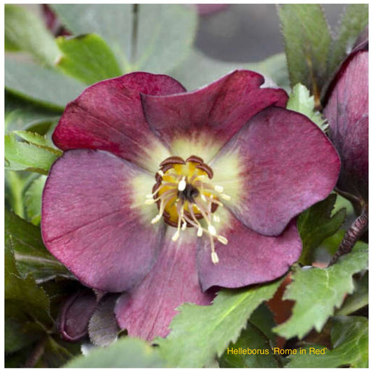Helleborus orientalis ‘Rome in Red’ P17