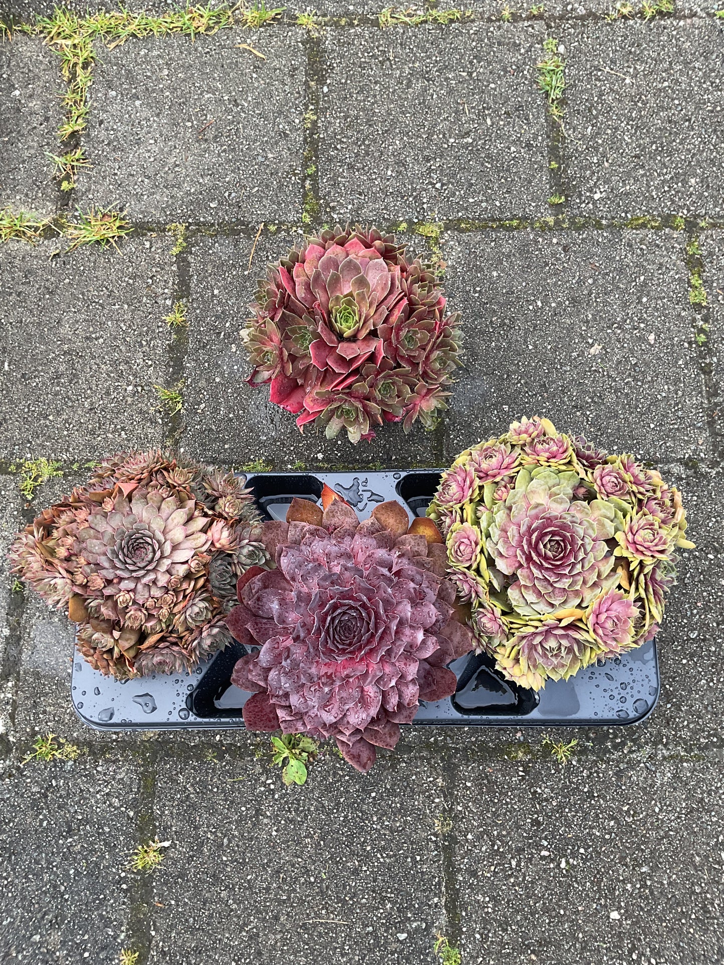 Sempervivum ‘Big Sam’ Kolleksjon av 4 stk mix i P17