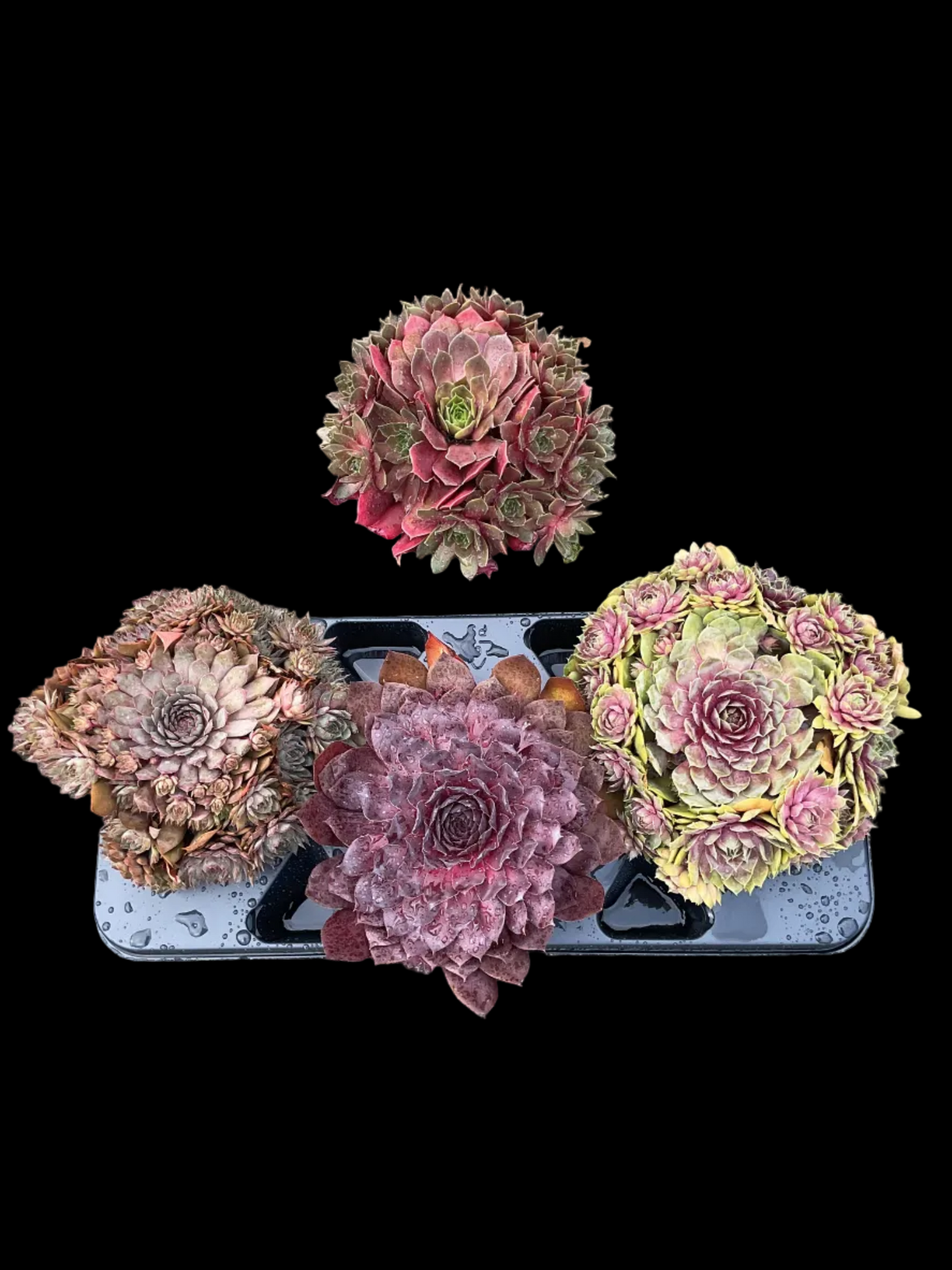 Sempervivum ‘Big Sam’ Kolleksjon av 4 stk mix i P17
