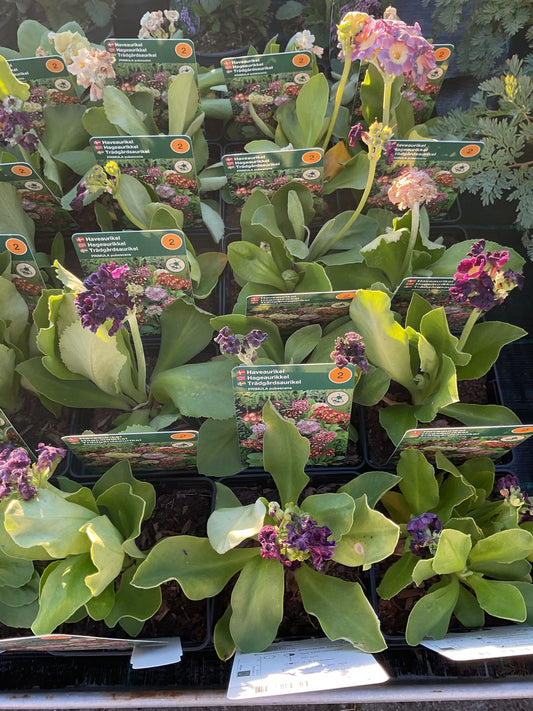 Primula x pubescens Mix farger P11