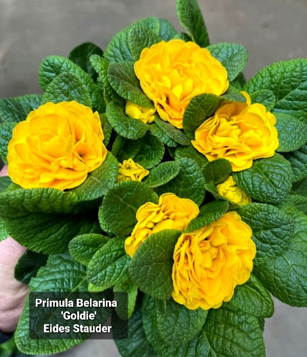 Primula Belarina ‘Goldie’