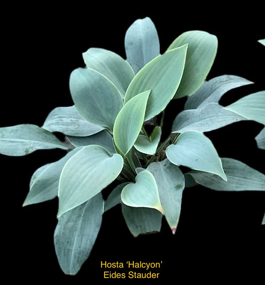 Hosta ‘Halcyon’ P12/P11x11