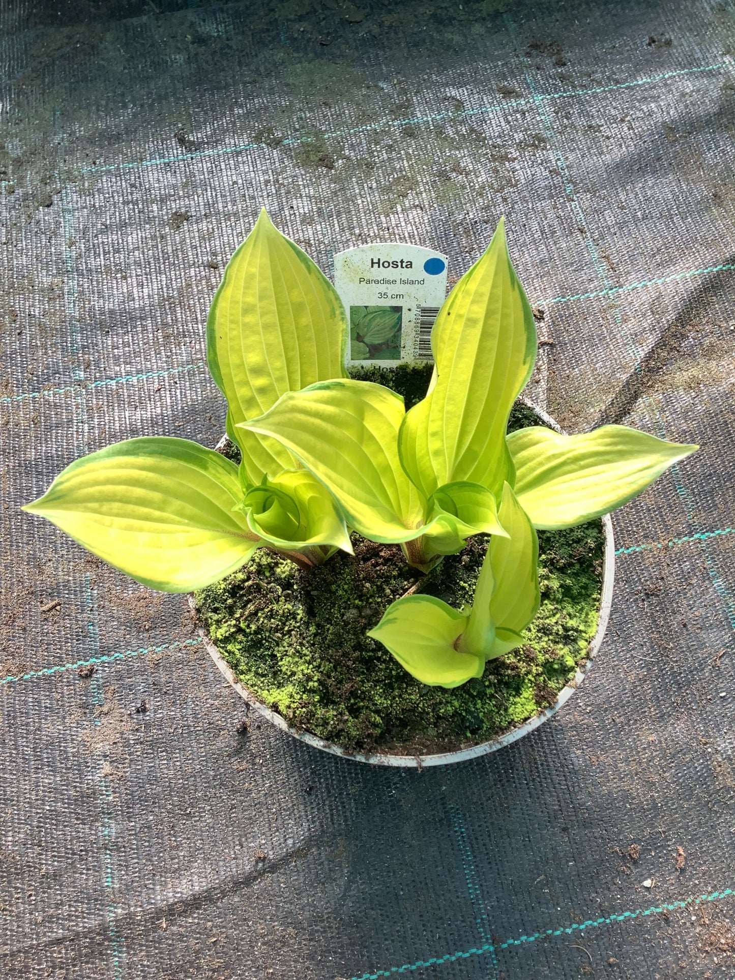 Hosta ‘Paradise Island’ P15