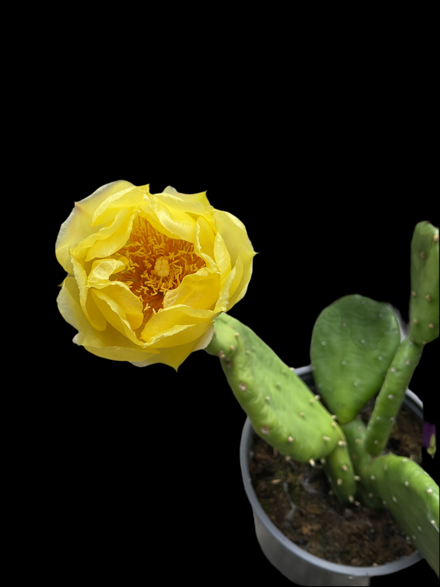 Opuntia humifusa
