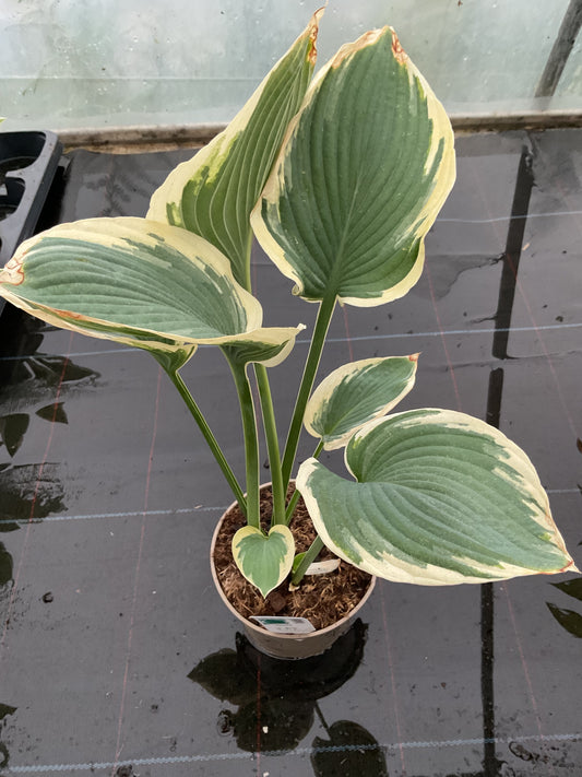 Hosta ‘Glacial Towers’ P15
