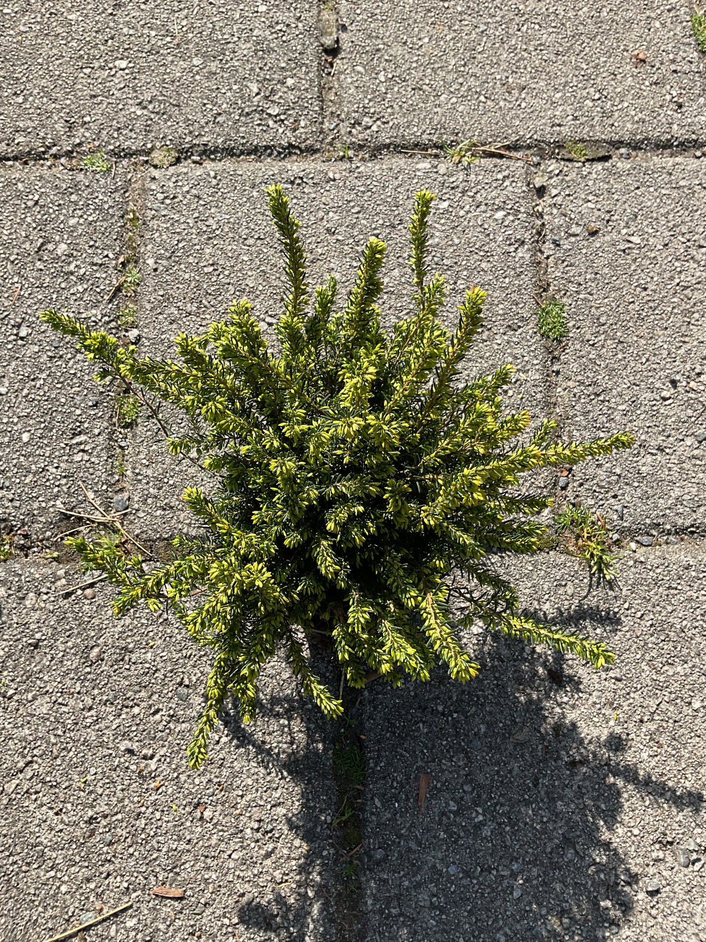 Erica x darleyensis ‘Darley Dale’ P11