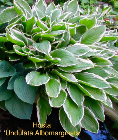 Hosta ‘Undulata Albomarginata’