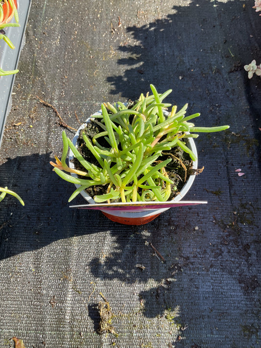 Delosperma cooperi P10