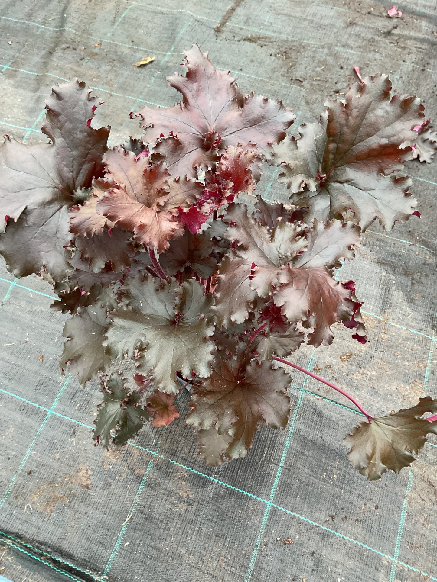 Heuchera ‘Black Taffeta’ P12