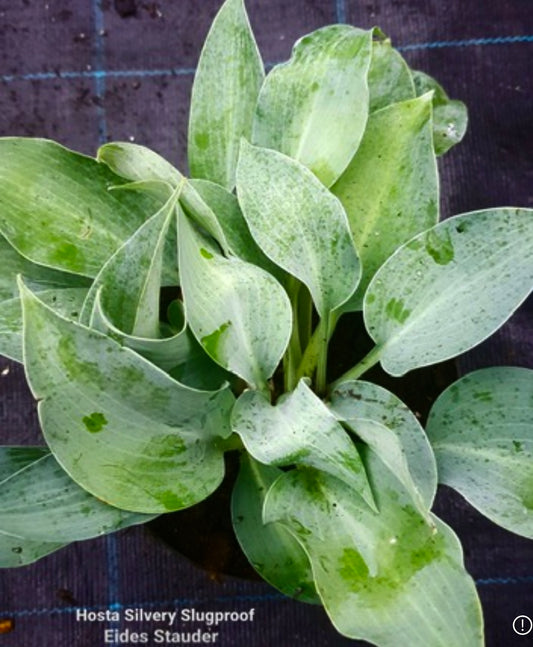 Hosta ‘Silvery Slugproof’