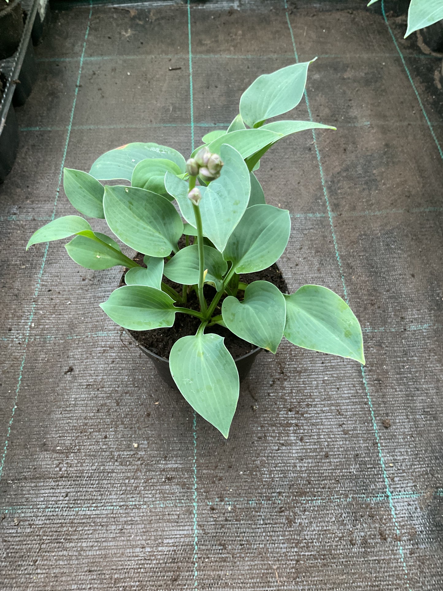 Hosta ‘Blue Cadet’ P12