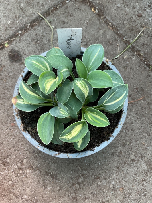 Hosta ‘Mouse Trap’